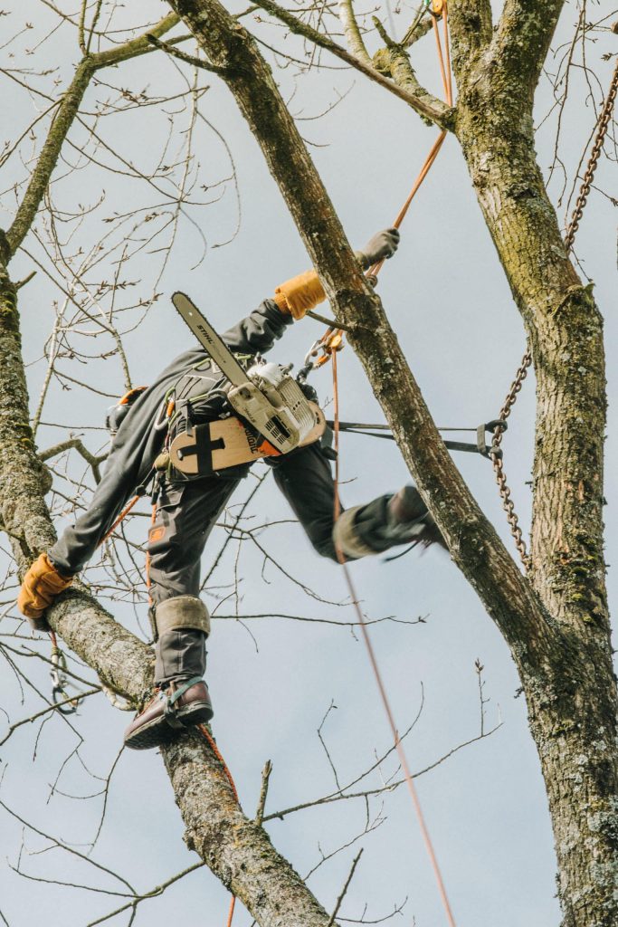 Grimpeur de Bro Léon élagage dans un arble avec tout son équipement