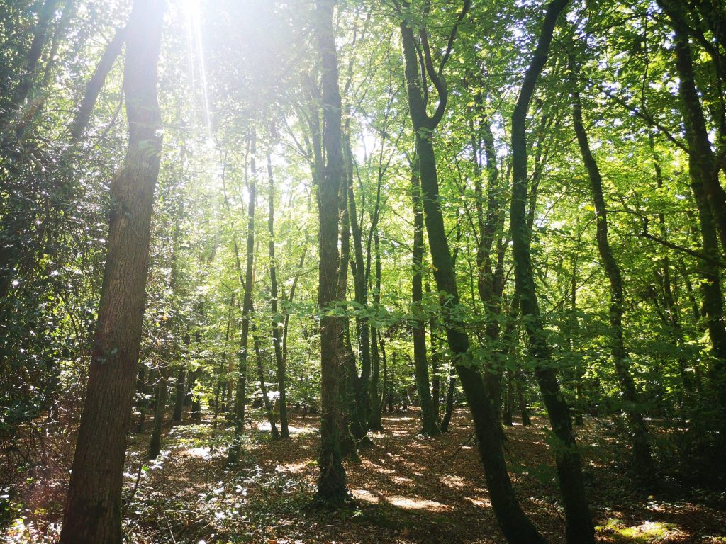 Foret de feuillus entretenu par le groupe kerne