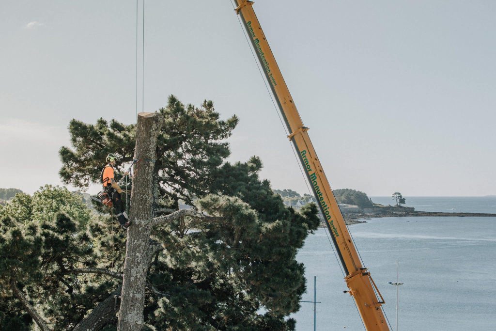 Abattage par grutage