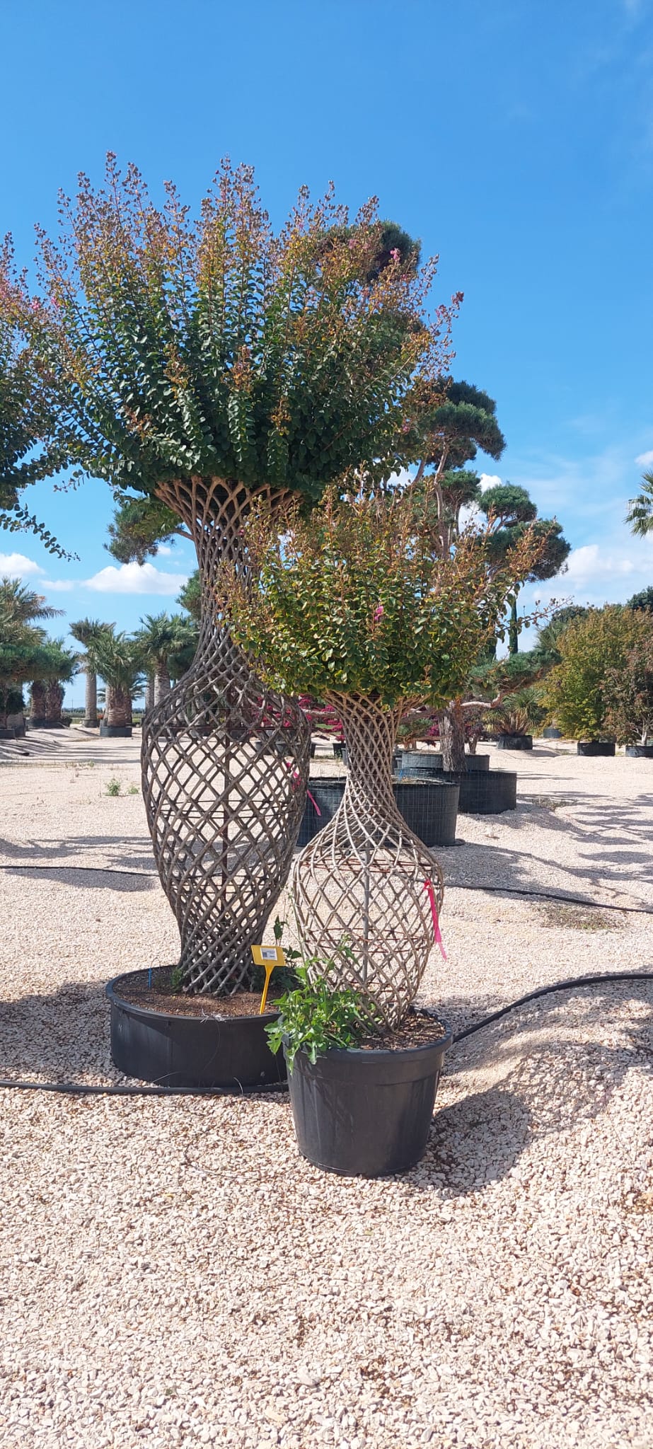 Lilas des indes tressés en amphore