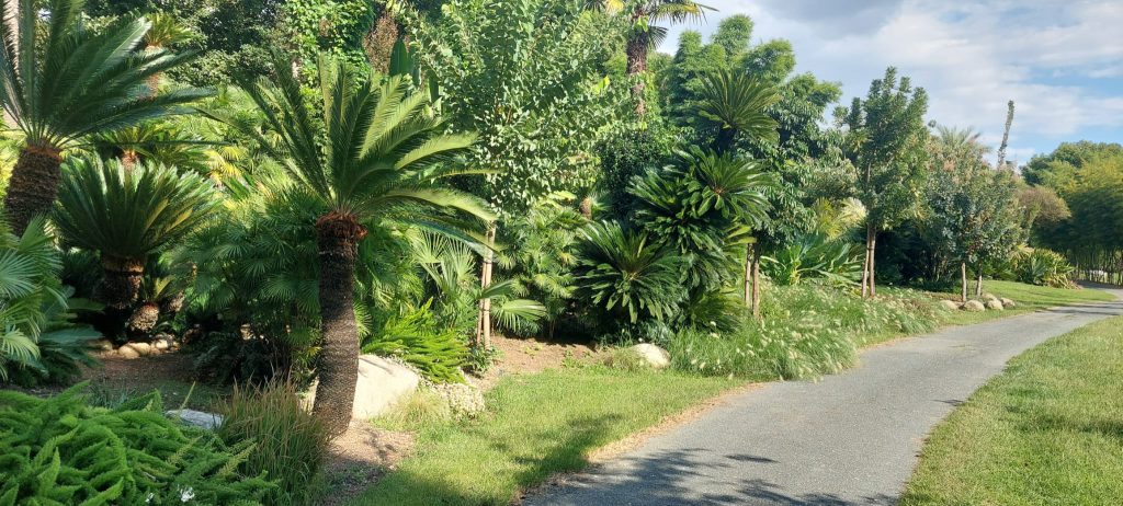 massif exotique dans la pépinière