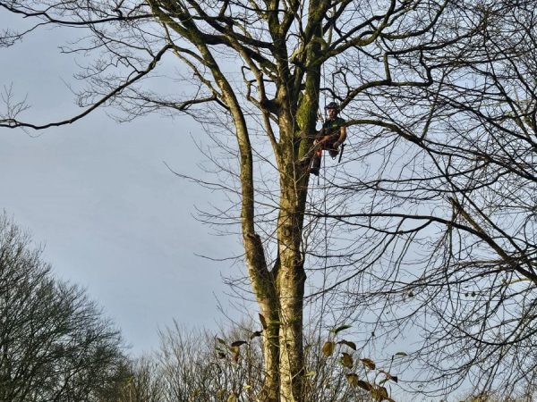 Bro Leon Elagage – Reprise de branches cassées avec un grimpeur arboriste en rappel