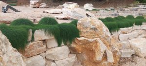 Casuarina descenadant sur des rochers