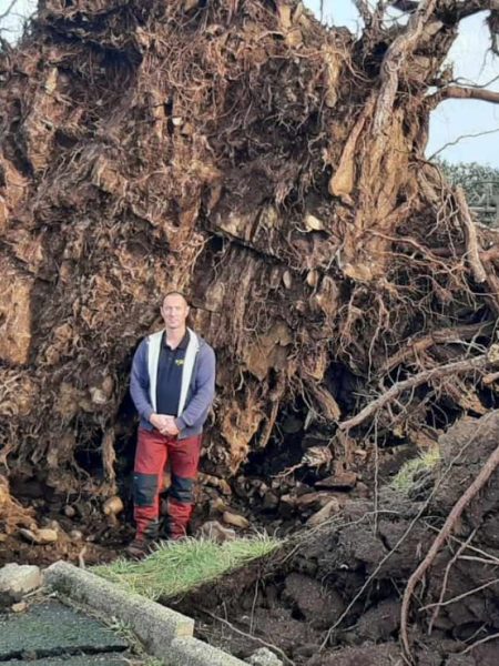 David devant une souche suite à la tempête Ciaran