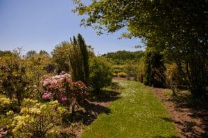 allée avec des rhododendrons en fleur dans la pépinière