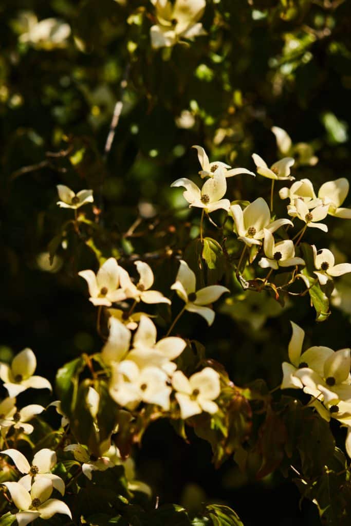 gros plan sur des fleurs de cornus cousa