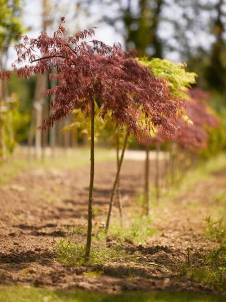 allées d'érables japonais, acer palmatum