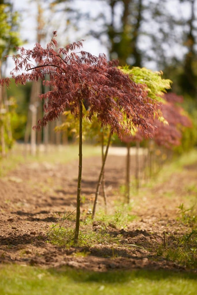 allées d'érables japonais, acer palmatum