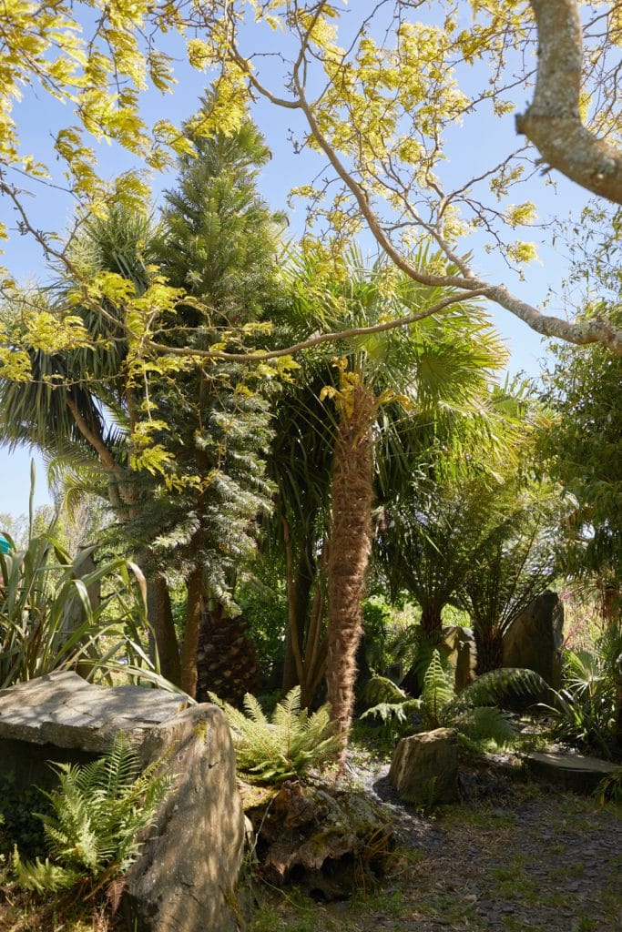 jardin exotique Kerne paysage avec pin de wolemie et fougères arborescentes