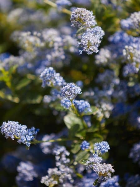 gros plan sur ceanothe