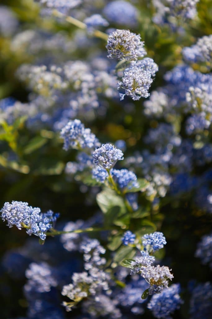 gros plan sur ceanothe