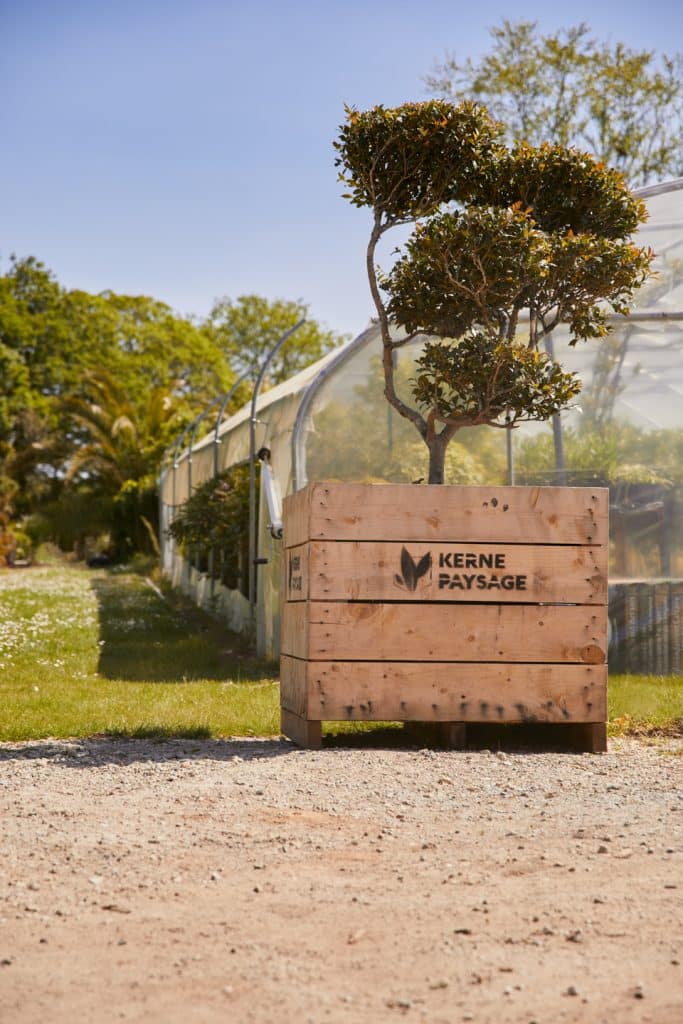 palox en bois de cyprès avec camelia en nuage dedans devant une serre