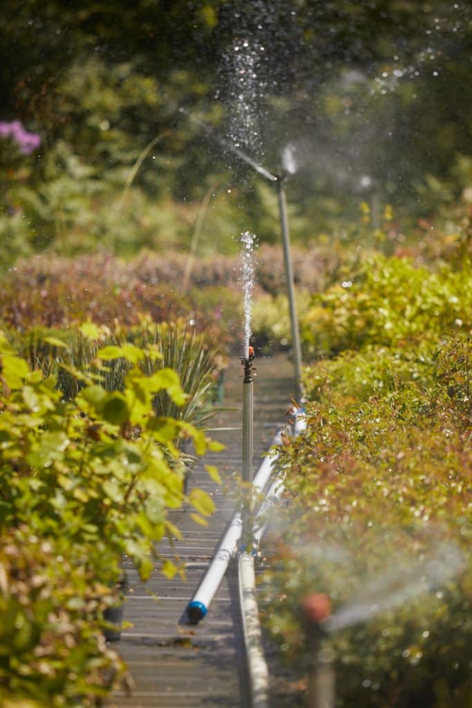 circuit d'arrosage d'eau dans la pépinière