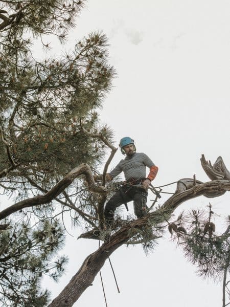 élagueur grimpeur dans un arbre