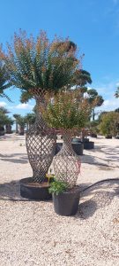 Lilas des indes tressés en amphore