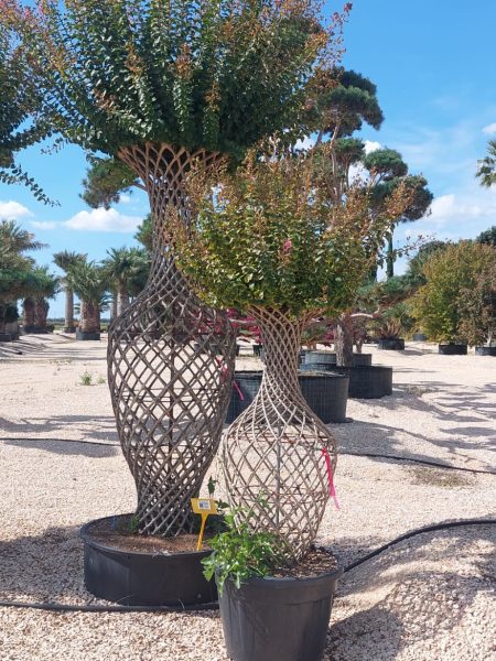 Lilas des indes tressés en amphore