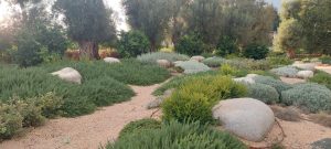 Parterre de romarins au pied d'olivier centenaires