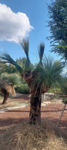 Taille de plantes exotiques