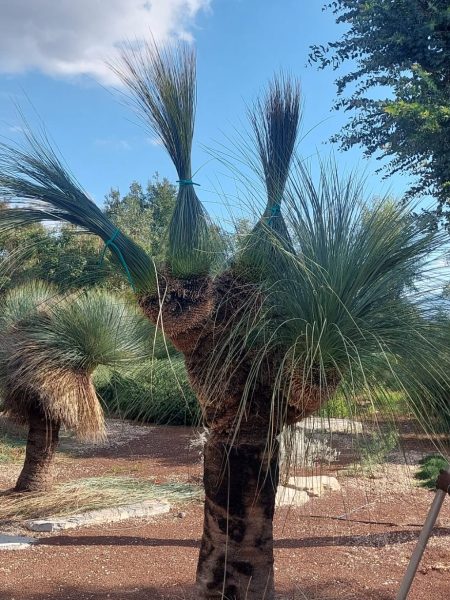 Taille de plantes exotiques