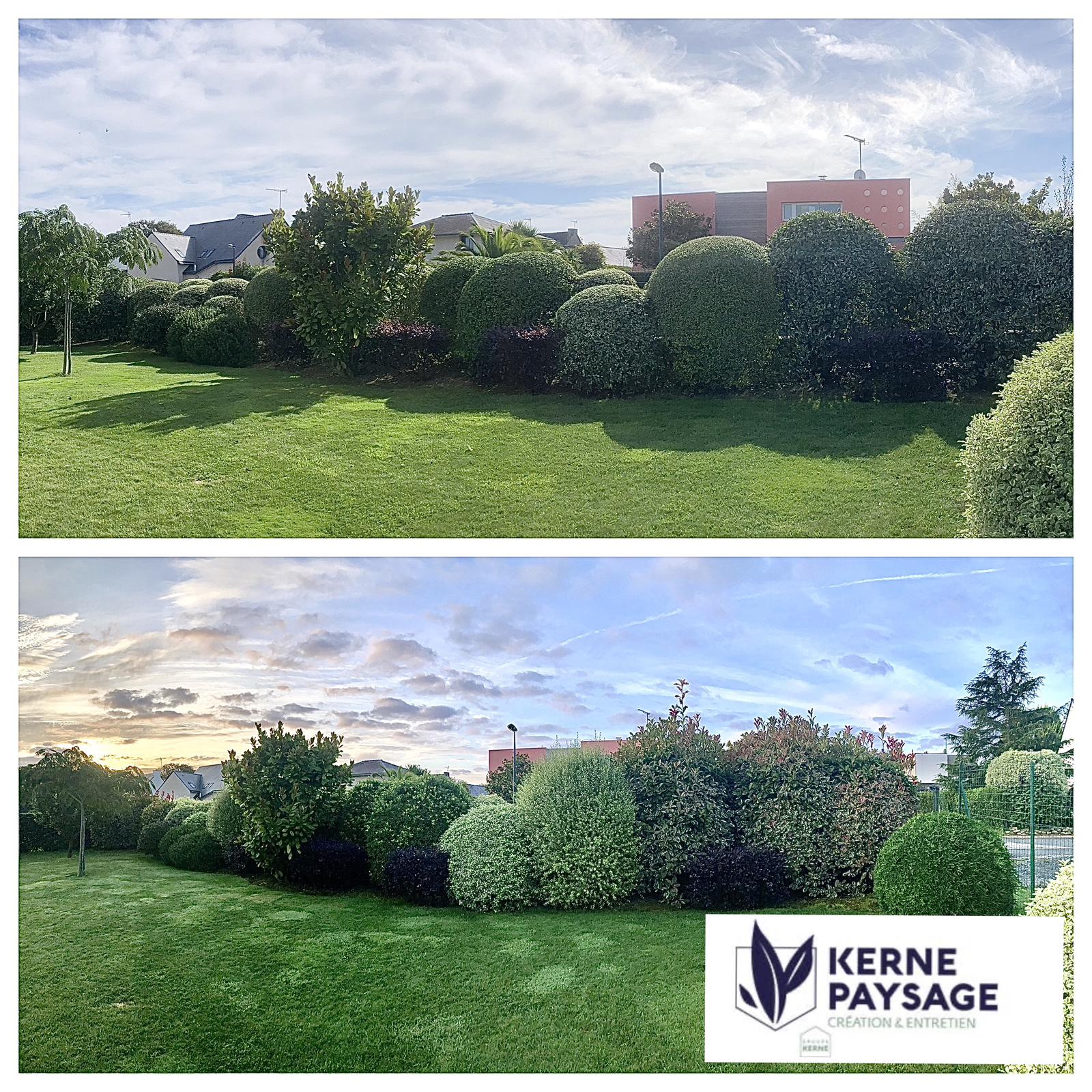 avant après d'une taille de haie variée