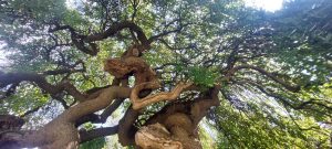 au coeur d'un styphnolobium