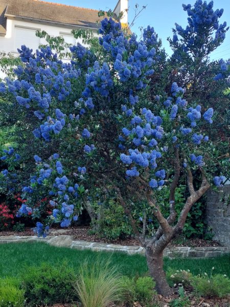 Ceanothe en fleur bleu magnifique sur un massif de diosma et stipa au-dessus d'un muret de pierre