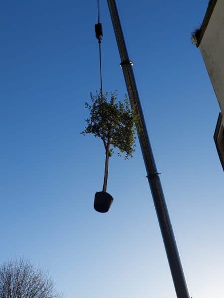 grutage à 26 m d'un chêne vert rideau