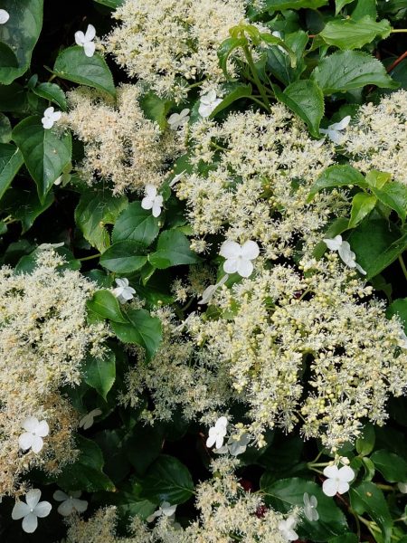 hortensia grimpant