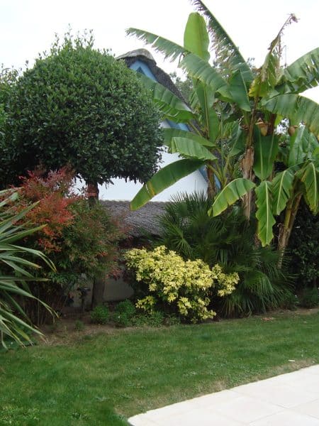 massif avec bananier, laurier et formium