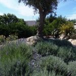 massif de lavande devant olivier centenaire et roches