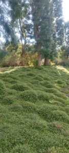 parterre de muhlenbeckia